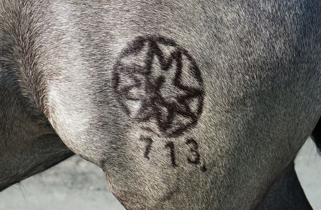 Fohlenkennzeichnung in den Pferdezuchtvereinen
