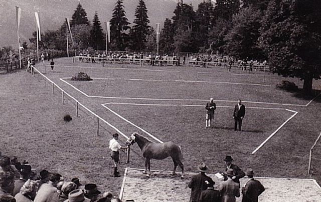 haflinger-geschichte-02