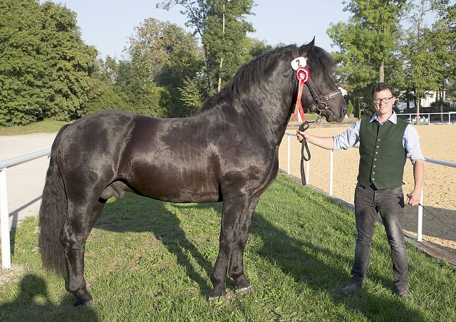 Mönch Nero XV - ihr Sohn der Körungssieger 2014 geritten von Beate Wolf