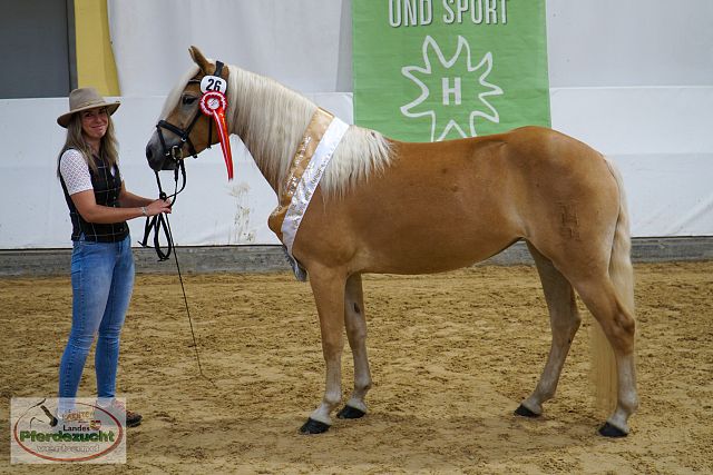 ARGE_HA_BuCha_2025-11