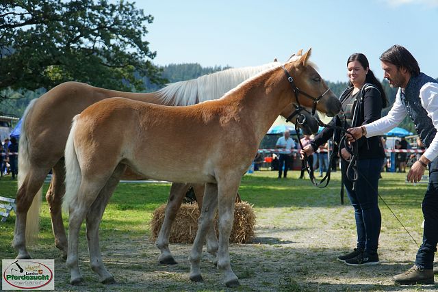 4 Lieblinge in einer Hand
