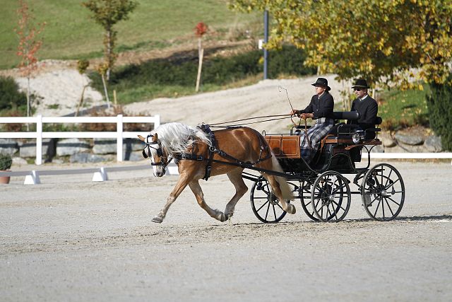 equestrian-live-com__MG_8986_Original (kommerz. Nutzung) _a027c8f5_