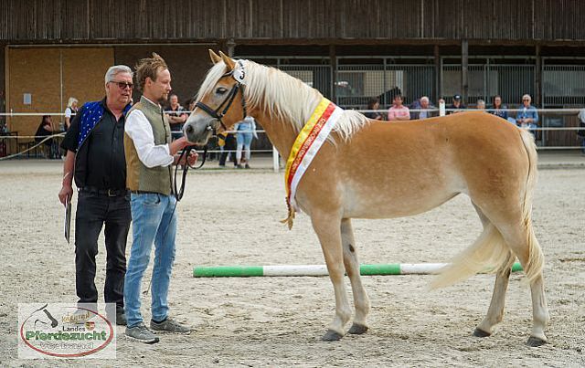 2024 Haflinger Stutenbuchaufnahme (2)