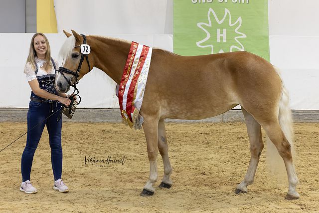 High-Heels n. PrH Neugold – Bundessiegerin vierjährige Galtstuten, B. Sarah Janesch, Köstenberg (Viktoria Hainzl)