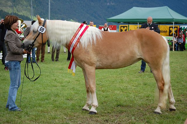 Hilea - Bundessiegerin der 4jährigen Galtstuten am Weißensee 2011