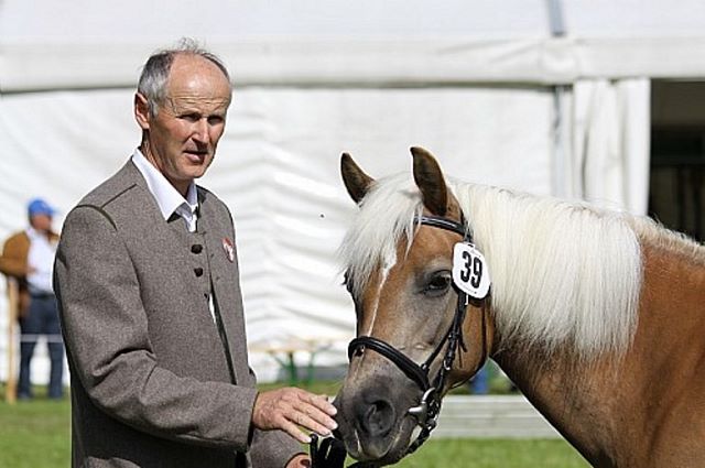 haflinger-geschichte-02