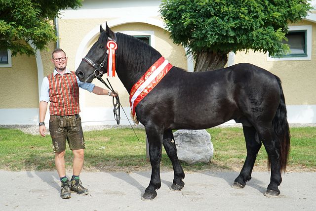 Körungssieger 2022 Walencio