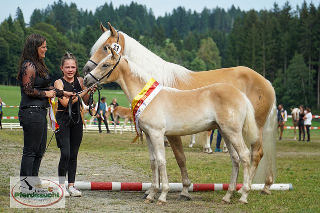 Ktn Ha Fohlenschau_2024-37 Cascada-G