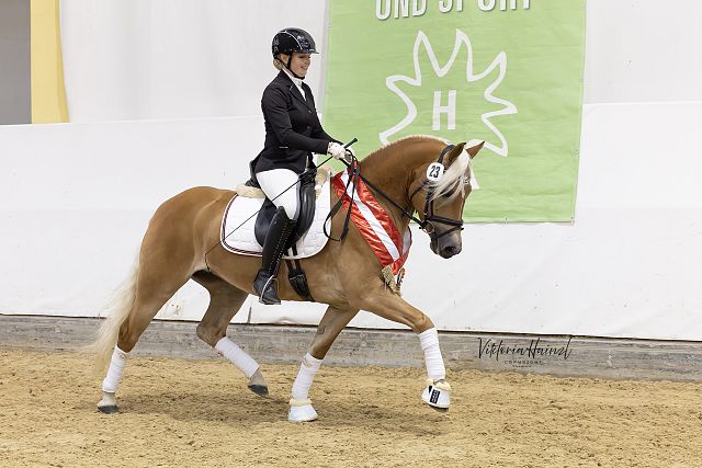Liberty n. Walescano – Bundessiegerin vierjährige Reitpferde, B. Fam. Oberrauner, FeistritzDrau (Viktoria Hainzl)