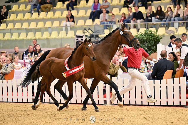Moser Bernd Fohlen-