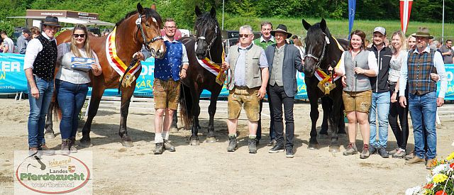 U1 2023 Noriker Stutenbuchaufnahme Druckdatei