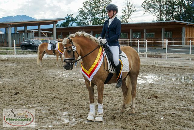 RP_Haflinger_2025-124