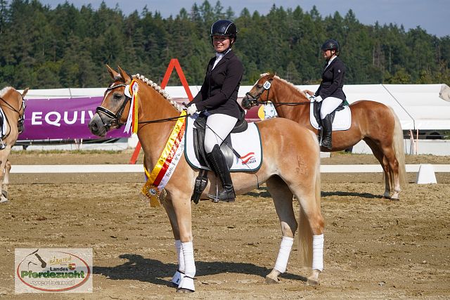RP_Haflinger_2025-114