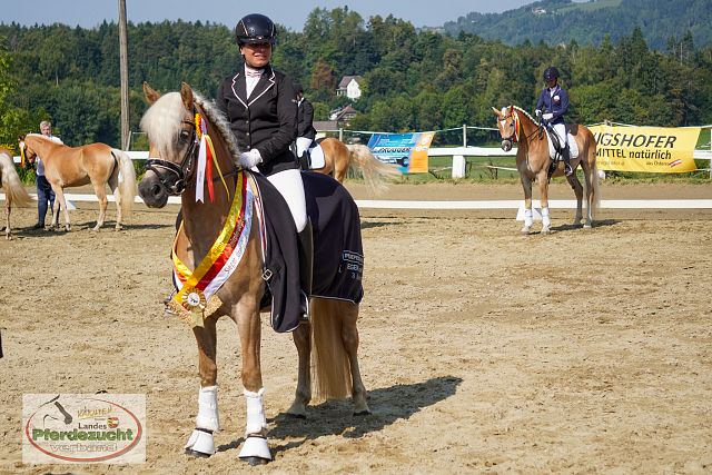 RP_Haflinger_2025-118