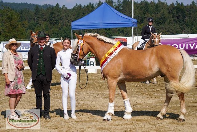 RP_Haflinger_2025-124