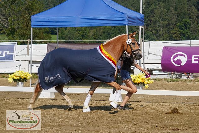 RP_Haflinger_2025-129
