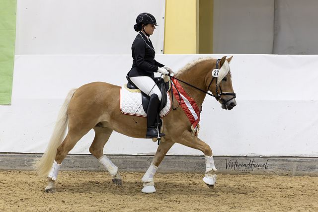 Stanford n. Stale – 1. Bundesreservesieger vierjährige Reitpferde, B. Martina Khom, Mühlen (Viktoria Hainzl)