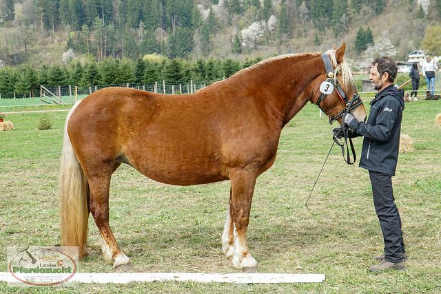 STBA_Döbriach_26-13