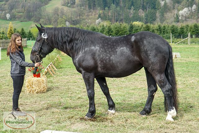 STBA_Döbriach_26-17