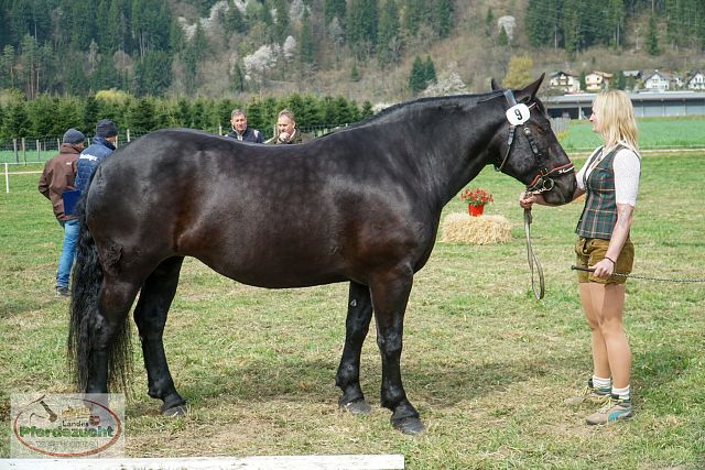 STBA_Döbriach_26-25