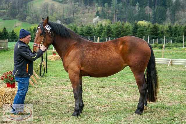 STBA_Döbriach_26-35