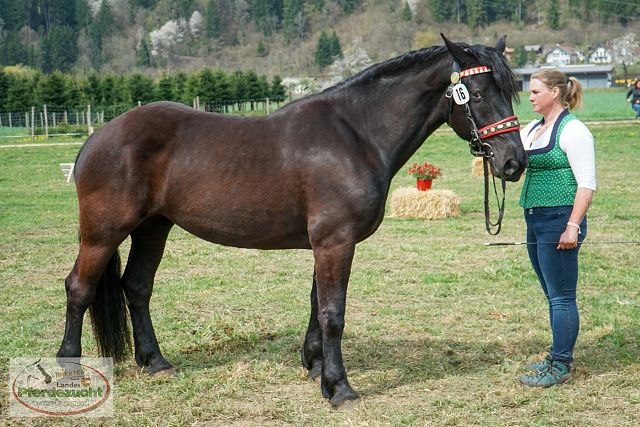 STBA_Döbriach_26-37