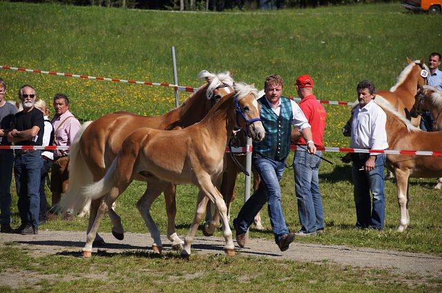 WALENTINO 2012 Hileas erstes Fohlen nach Wienerart  Reservesieger OT im Endring ARGE Bundesfohlenchampionat