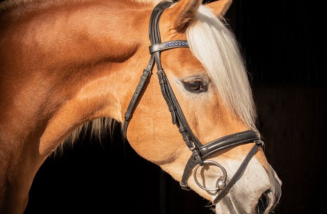 Haflinger Zuchthengst Almwind zu verkaufen/verpachten
