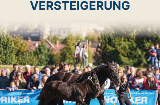 Fohlen- und Pferdeversteigerung Gmünd