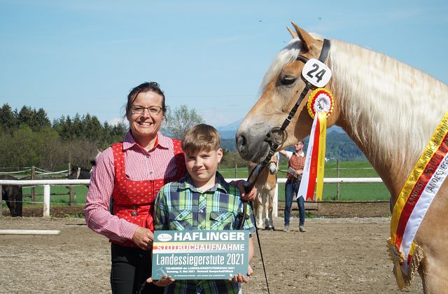 Haflinger Stutbuchaufnahme 2023