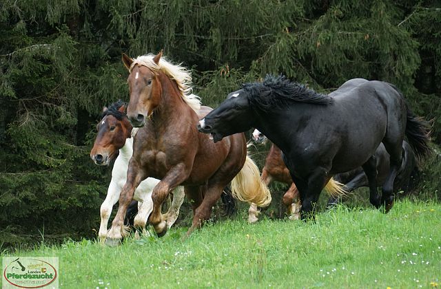Impressionen Weideaustrieb 2023