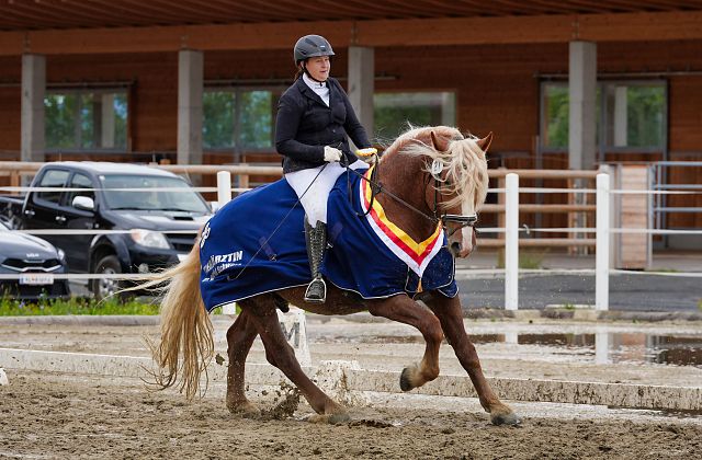 Kärntner Pferdefestival 2026 - Reitpferdeprüfung