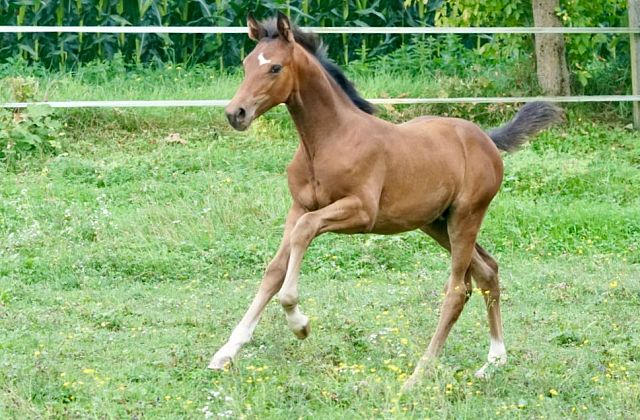Warmblut Verkaufspferde