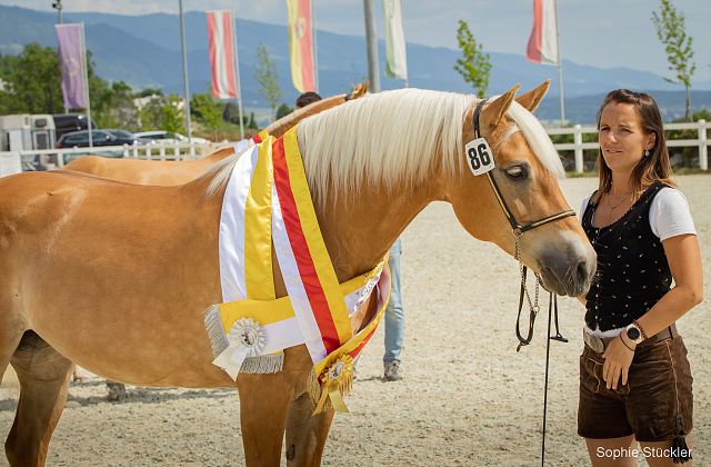 Haflinger Landesstutenschau 2023