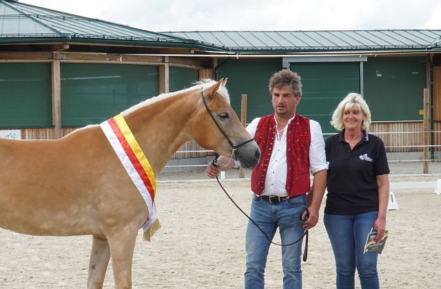 Haflinger Stutbuchaufnahme und Landesjungstutenschau 2023