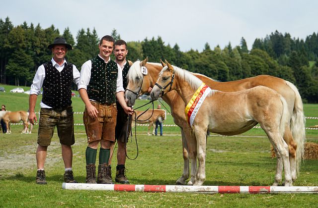 Kärntner Haflinger Fohlenschau & Umgänglichkeitsprüfung 2026