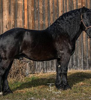 Zitter Schaunitz XVI PrH