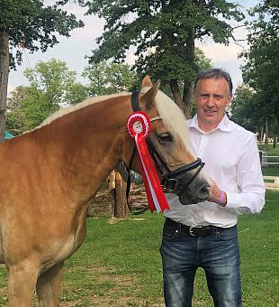 Albin Obiltschnig - Haflingerzüchter des Jahres 2021