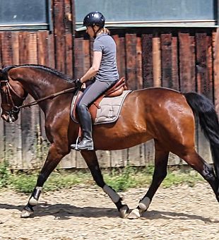 Warmblut Verkaufspferde