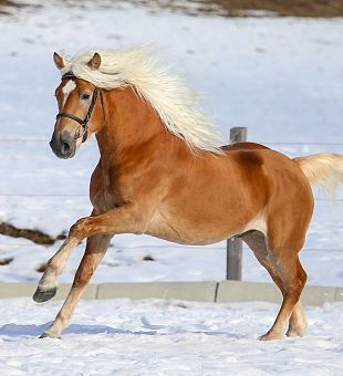 Haflinger Verkaufspferde