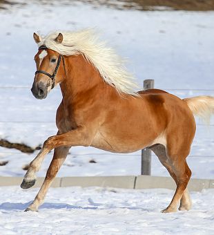 Haflinger Jungpferd Sky