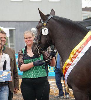 15. Noriker Landesjungstutenschau 2022