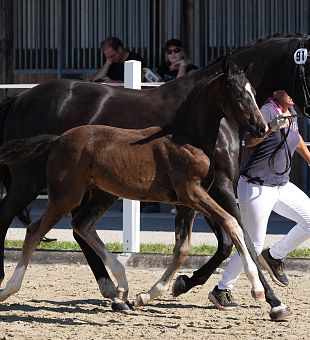 Kärntner Pferdefestival 2026 - Warmblut Stutbuchaufnahme & Fohlenschau