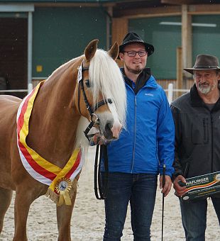 Haflinger Stutbuchaufnahme und Landesjungstutenschau 2022