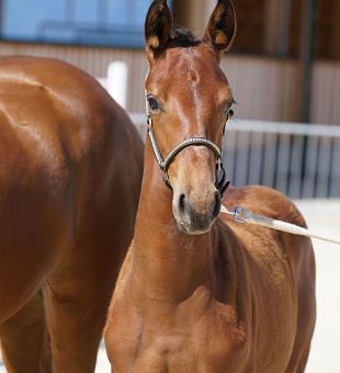 Kärntner Warmblut Zuchtausschuss