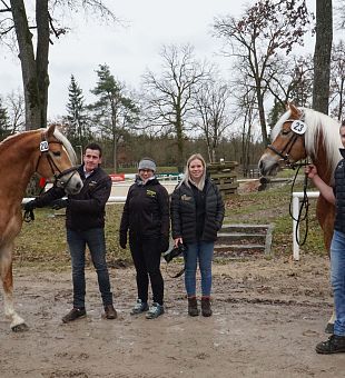 ARGE Haflinger Hengstkörung 2024