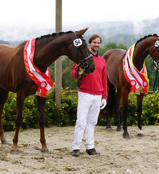 Rasseportrait Österreichisches Warmblut