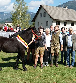 Kärntner Fohlenschau