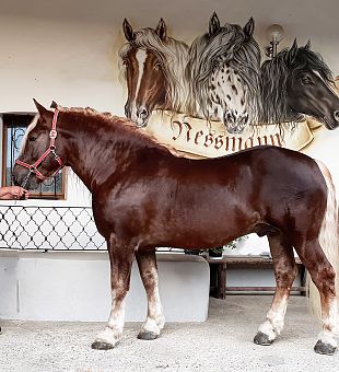 Noriker Zuchthengst Golf Diamant XV