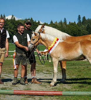 Kärntner Haflinger Fohlenschau und Haflinger Umgänglichkeitsprüfung 2026